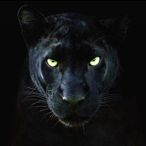 Meet your Posher, The Bronx Supply Shop Co